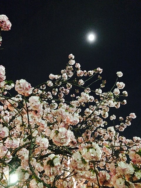 造幣局の桜、満開です♪